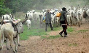 Fulani herdsmen